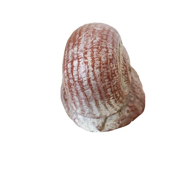 Vintage Pink White Snail Rock Aquarium Decorations - Picture 5 of 10